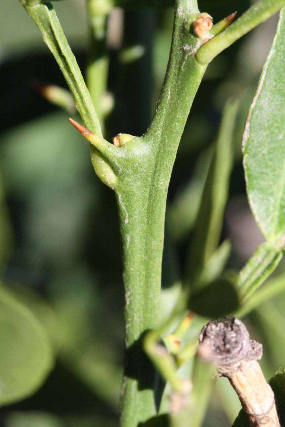            First year twig (Riverside, CA)        